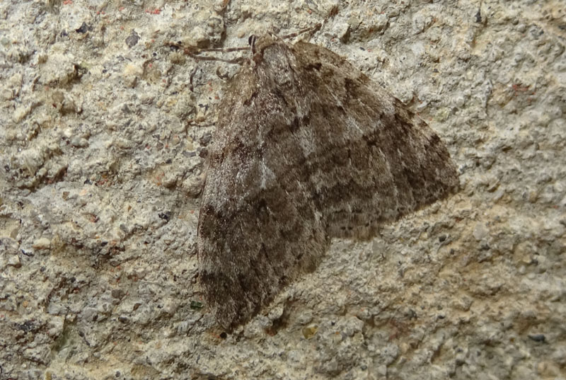 Epirrita sp. - Geometridae